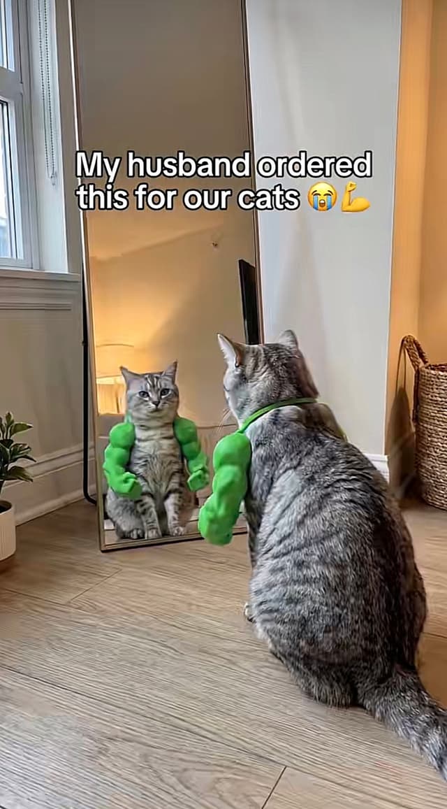 Bulk Hands For Cats