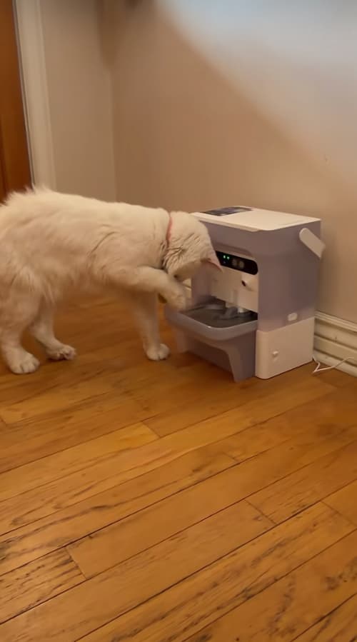 Pet Water Fountain